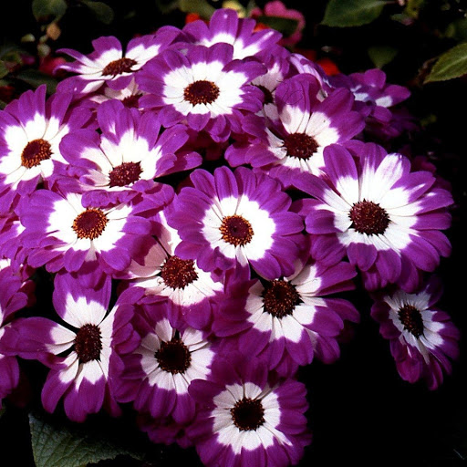 Hd-146403-ascw146403