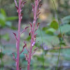 Western Coralroot Orchid