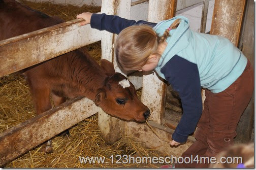 3 week old baby Jersey Cow on homeschool fieldtrip 3 week old baby Jersey Cow on homeschool fieldtrip