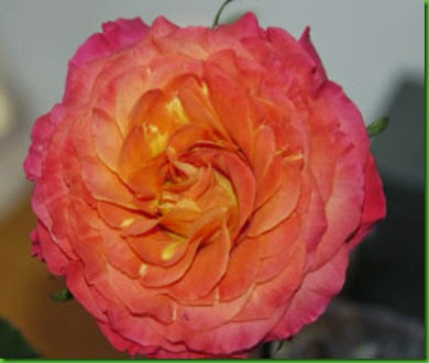 Rosa Coral Sunset