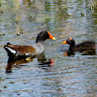 Common Gallinule (and chick)