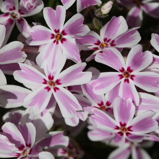 Hd-156582-ascw156582