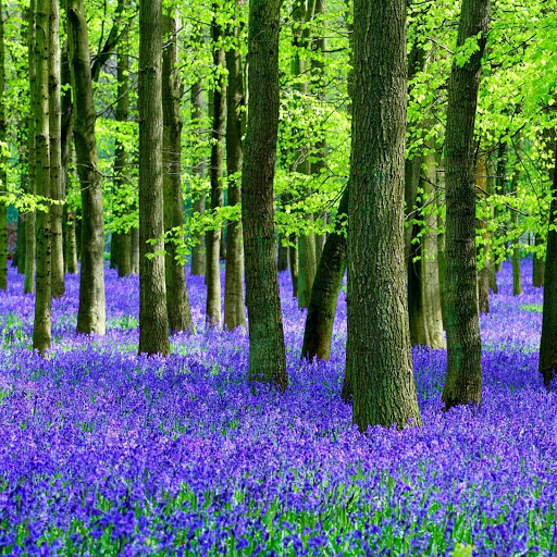 Hd-185995-ascw185995