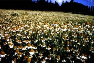 [Camomila%2520ZLOTY%2520LAN%255B3%255D.jpg]