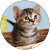 きなこ eve きなこ eve
