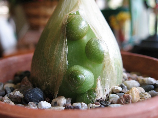 [Pregnant%2520Onion%255B2%255D.jpg]