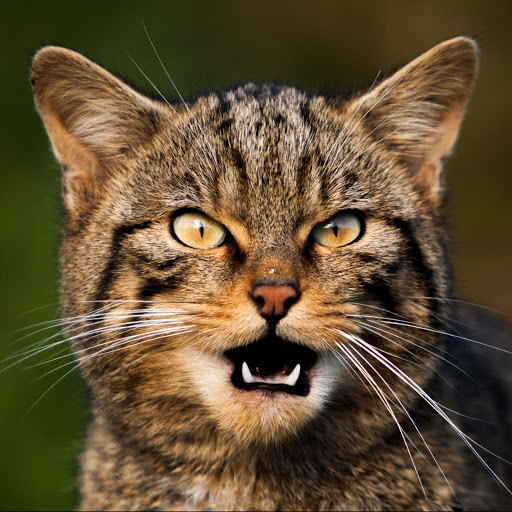 Hd-181214-ascw181214