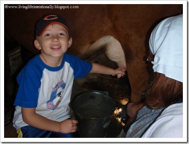 Milking a cow by hand for dutch early settlers homeschool history unit