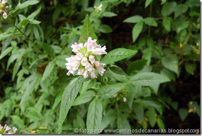 034 Sabinosa-Malpaso-Sabinosa (Algaritope) 034 Sabinosa-Malpaso-Sabinosa (Algaritope)