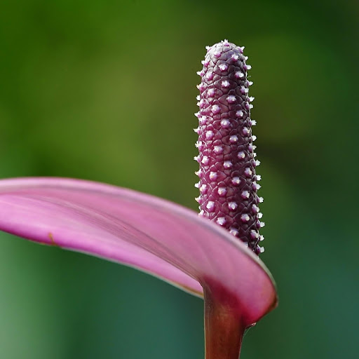 Hd-177583-ascw177583