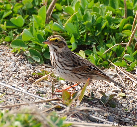 5. Great Meadows NWR-kab