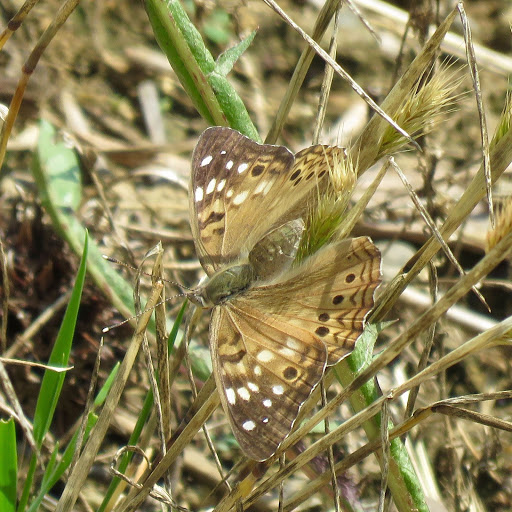 Hd-155997-ascw155997