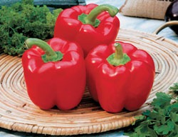 [vegetable_red_bell_pepper_plants%255B2%255D.jpg]