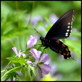 05 - Spring Wildflowers and Butterflies