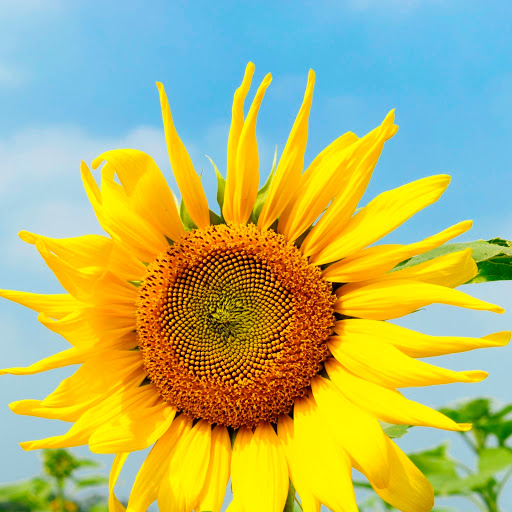 Hd-185884-ascw185884