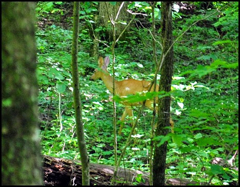 17i - down Rock Garden Trail - Deer
