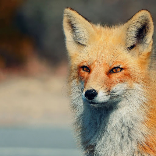 Hd-138302-ascw138302