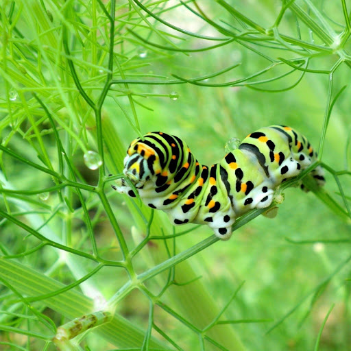 Hd-132135-ascw132135