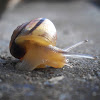 Grove Snail, immature