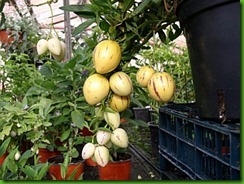 Solanum muricatum5