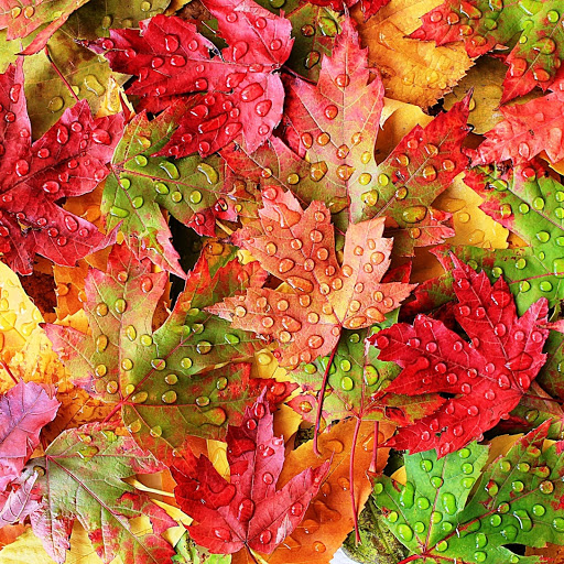 Hd-152509-ascw152509