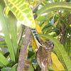 Bronzeback tree snake eating frog