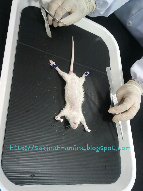 Story about Life mouse dissection