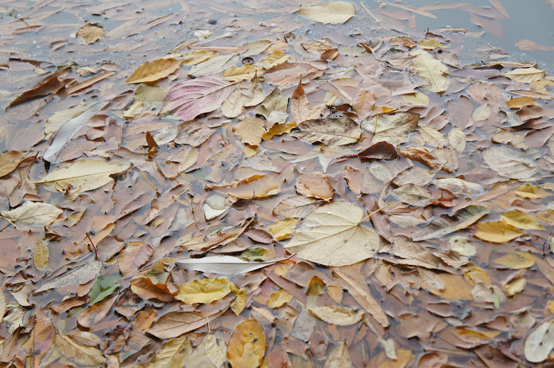 dried-leaves-free-pictures-1 (2535)