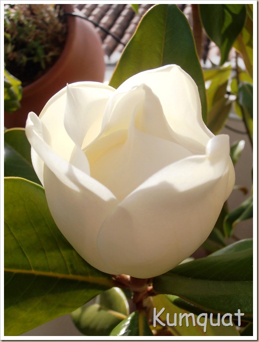 magnolio 1