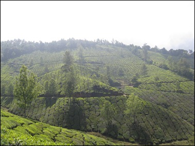 Munnar Day Out VI