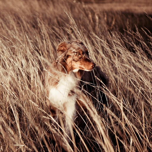 Hd-131805-ascw131805