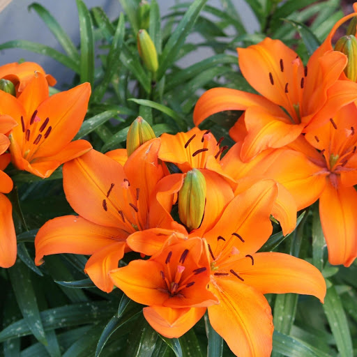 Hd-168808-ascw168808