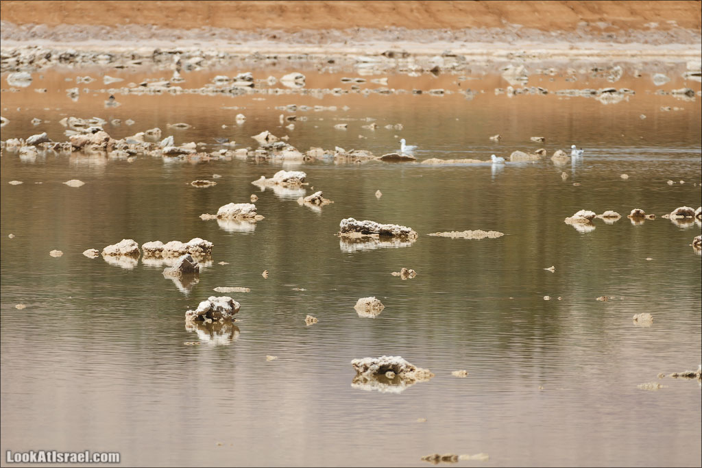 Озера с Фламинго | LookAtIsrael.com: Фото-блог о путешествиях по Израилю. Тель Авив, Иерусалим, Хайфа 