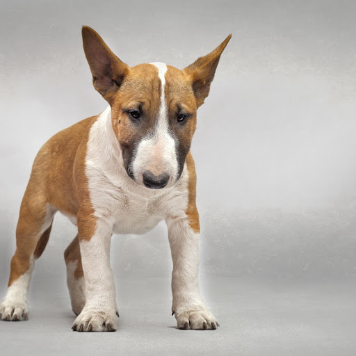 Hd-162520-ascw162520