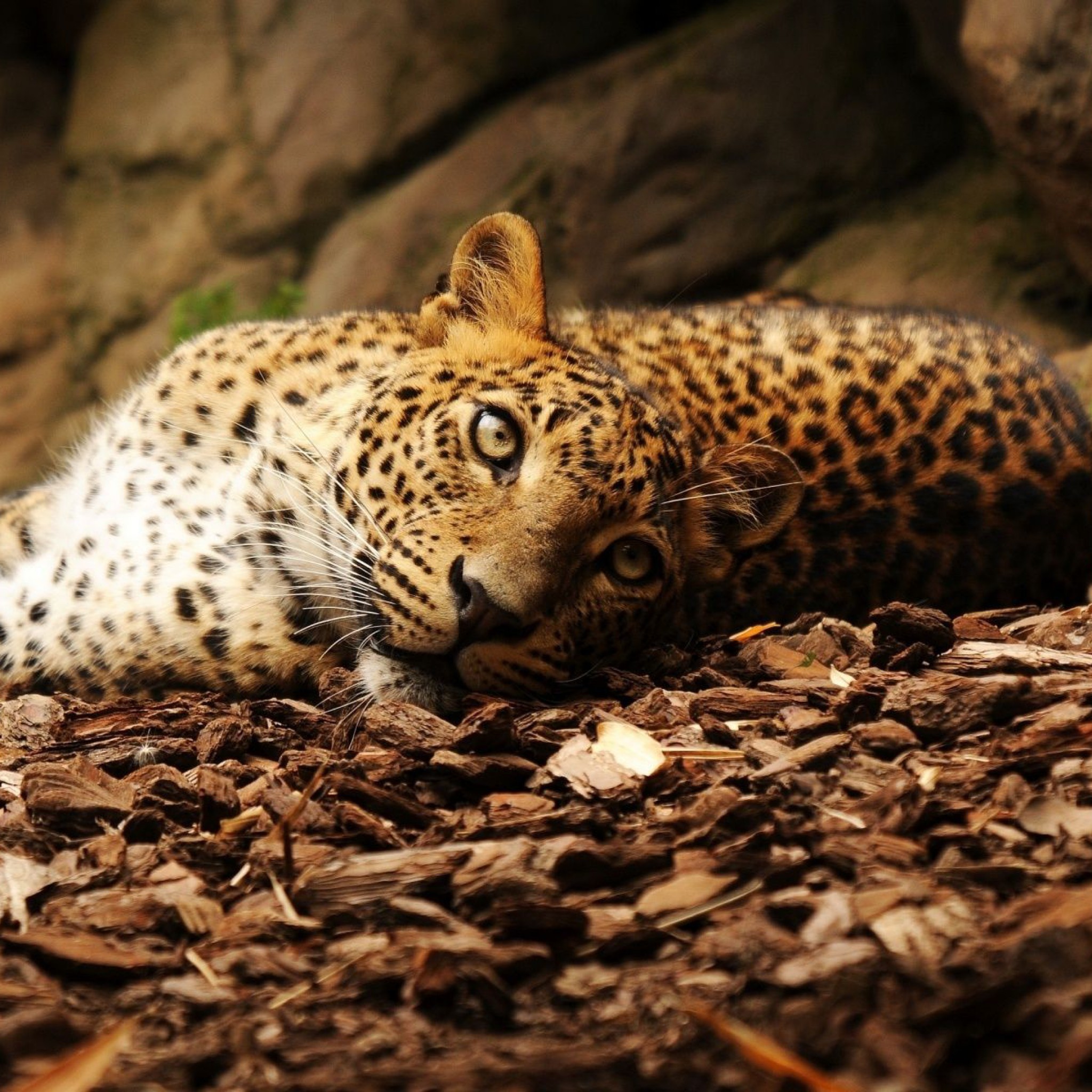 5 любых картинок. Индокитайский леопард. Ягуар. Леопард лежит. Обои.