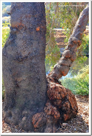 131124_UCD_Arboretum_AustralianCollection_Eucalyptus-behriana_01