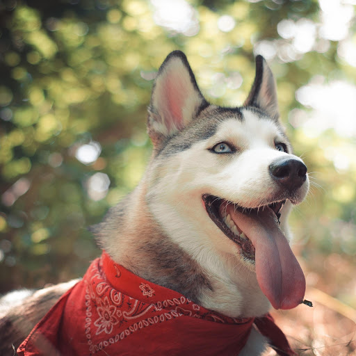 Hd-176750-ascw176750