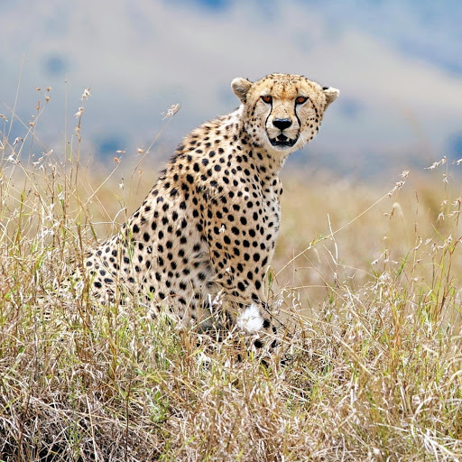 Hd-176799-ascw176799