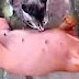 Most Funny Best of Funny cats cute cats Top 10 funny dogs funny animals funniest videos6