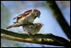 sparrows mating