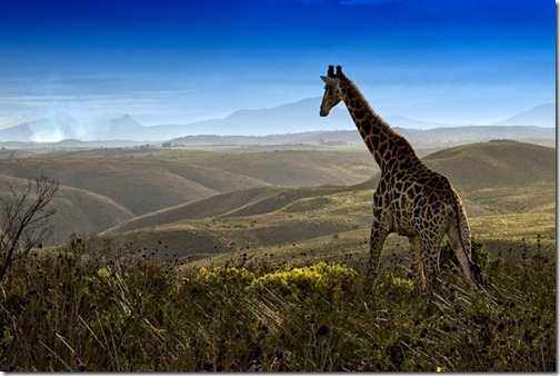 WildlifephotographyGiraffe_thumb1