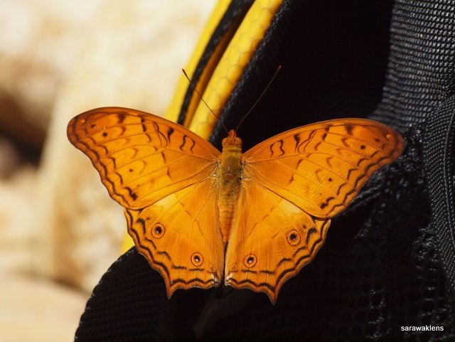 butterfly_11