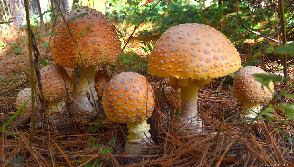 [DSC_0007-005%255B4%255D.jpg]