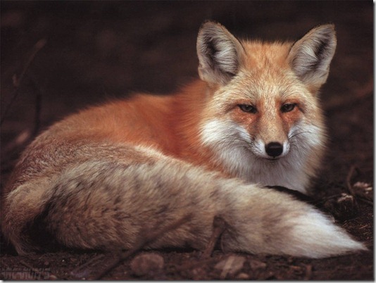 fox39