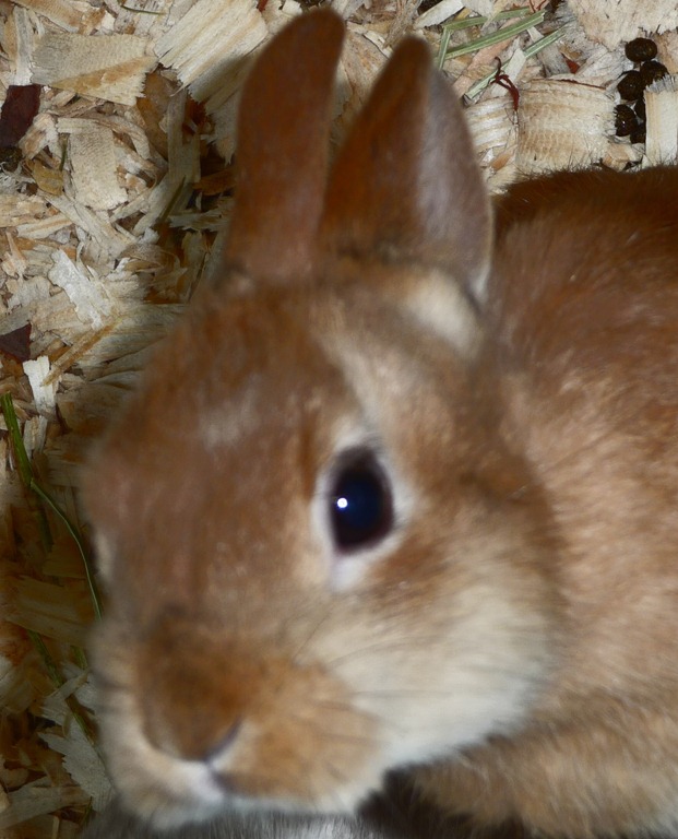 [brown-bunny--closeup10.jpg]