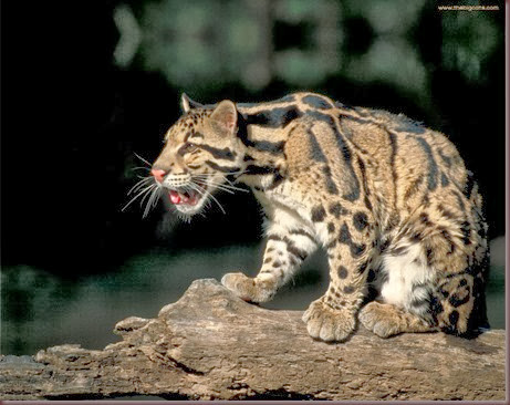 Amazing Animal Pictures Clouded Leopard (9)