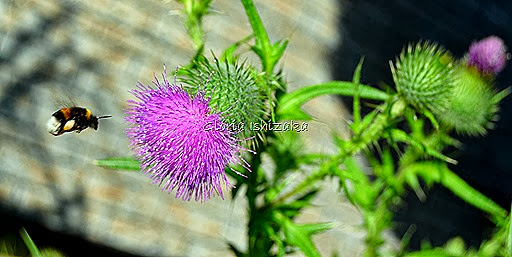 1 - Glória Ishizaka - 1 flor 3 gde