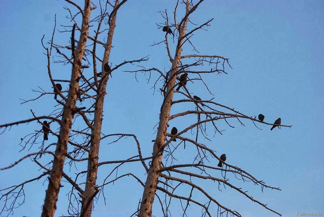 [3.%2520blackbirds%2520in%2520trees-kab%255B3%255D.jpg]