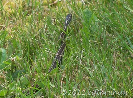 black snake in grass
