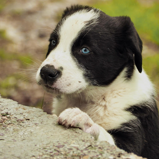 Hd-181222-ascw181222